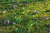 MORTON HALL GARDENS, WORCESTERSHIRE: CLOSE UP OF PURPLE, WHITE FLOWERS OF CROCUS, YELLOW FLOWERS OF DAFFODILS, NARCISSUS, LAWN, GRASS, MEADOWS