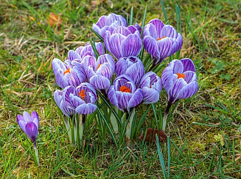 MORTON_HALL_GARDENS_WORCESTERSHIRE_CLOSE_UP_OF_PURPLE_WHITE_FLOWERS_OF_CROCUS_LAWN_GRASS_MEADOWS_BUL