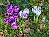 MORTON HALL GARDENS, WORCESTERSHIRE: CLOSE UP OF PURPLE, WHITE FLOWERS OF CROCUS, LAWN, GRASS, MEADOWS, BULBS
