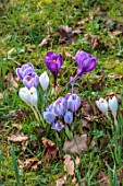 MORTON HALL GARDENS, WORCESTERSHIRE: CLOSE UP OF PURPLE, WHITE FLOWERS OF CROCUS, LAWN, GRASS, MEADOWS, BULBS