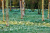 MORTON HALL GARDENS, WORCESTERSHIRE: BIRCH TREES, BETULA AND WHITE FLOWERS OF SNOWDROPS, GALANTHUS, IN THE MEADOW, SPRING, MARCH, TREES, FROST