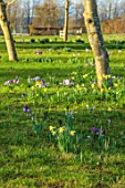 MORTON HALL GARDENS, WORCESTERSHIRE: MEADOWS, LAWN, PURPLE, WHITE FLOWERS OF CROCUS, YELLOW NARCISSUS, DAFFODILS, GRASS, MEADOWS, BULBS