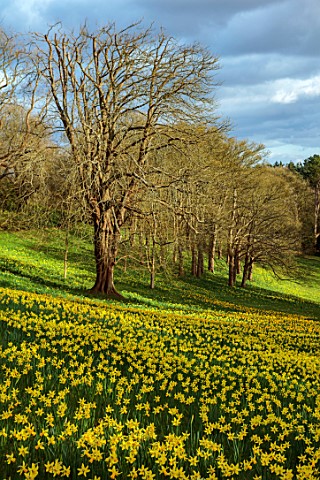 WADDESDON_BUCKINGHAMSHIRE_DAFFODIL_VALLEY_NARCISSUS_DAFFODILS_SLOPES_SLOPING_YELLOW_FLOWERS_BLOOMS_S