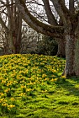 WADDESDON, BUCKINGHAMSHIRE: DAFFODIL VALLEY, NARCISSUS TETE-A-TETE, DAFFODILS, YELLOW FLOWERS, BLOOMS, SPRING, MARCH, TREES, MEADOWS, GRASS, LAWNS, NATURALIZED, NATURALISED