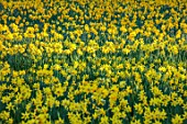 WADDESDON, BUCKINGHAMSHIRE: DAFFODIL VALLEY, NARCISSUS, DAFFODILS, SLOPES, SLOPING, YELLOW FLOWERS, BLOOMS, SPRING, MARCH, MEADOWS, GRASS, LAWNS, NATURALIZED, NATURALISED