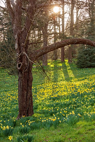 WADDESDON_BUCKINGHAMSHIRE_DAFFODIL_VALLEY_NARCISSUS_DAFFODILS_SLOPES_SLOPING_YELLOW_FLOWERS_BLOOMS_S