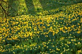 WADDESDON, BUCKINGHAMSHIRE: DAFFODIL VALLEY, NARCISSUS, DAFFODILS, SLOPES, SLOPING, YELLOW FLOWERS, BLOOMS, SPRING, MARCH, TREES, MEADOWS, GRASS, LAWNS, NATURALIZED, NATURALISED