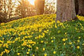 WADDESDON, BUCKINGHAMSHIRE: DAFFODIL VALLEY, NARCISSUS TETE-A-TETE, DAFFODILS, YELLOW FLOWERS, BLOOMS, SPRING, MARCH, TREES, MEADOWS, GRASS, LAWNS, MATURALIZED, NATURALISED
