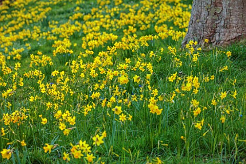 WADDESDON_BUCKINGHAMSHIRE_DAFFODIL_VALLEY_NARCISSUS_TETEATETE_DAFFODILS_YELLOW_FLOWERS_BLOOMS_SPRING