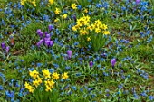 WADDESDON, BUCKINGHAMSHIRE: BLUE FLOWERS OF SCILLA SIBERICA, NARCISSUS TETE-A-TETE, DAFFODILS, YELLOW, BLOOMS, CROCUS, SPRING, MARCH, TREES, MEADOWS, NATURALIZED, NATURALISED