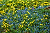 WADDESDON, BUCKINGHAMSHIRE: BLUE FLOWERS OF SCILLA SIBERICA, NARCISSUS TETE-A-TETE, DAFFODILS, YELLOW, BLOOMS, CROCUS, SPRING, MARCH, TREES, MEADOWS, NATURALIZED, NATURALISED