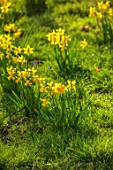 WADDESDON, BUCKINGHAMSHIRE: NARCISSUS TETE-A-TETE, DAFFODILS, YELLOW, BLOOMS, SPRING, MARCH, MEADOWS, NATURALIZED, NATURALISED