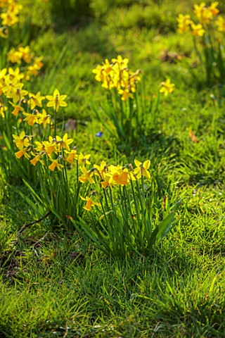 WADDESDON_BUCKINGHAMSHIRE_NARCISSUS_TETEATETE_DAFFODILS_YELLOW_BLOOMS_SPRING_MARCH_MEADOWS_NATURALIZ