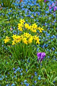 WADDESDON, BUCKINGHAMSHIRE: BLUE FLOWERS OF SCILLA SIBERICA, NARCISSUS TETE-A-TETE, DAFFODILS, YELLOW, BLOOMS, CROCUS, SPRING, MARCH, MEADOWS, NATURALIZED, NATURALISED