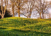 WADDESDON, BUCKINGHAMSHIRE: DAFFODIL VALLEY, NARCISSUS, DAFFODILS, SLOPES, SLOPING, YELLOW FLOWERS, BLOOMS, SPRING, MARCH, TREES, MEADOWS, GRASS, LAWNS, NATURALIZED, NATURALISED