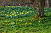 HEVER CASTLE & GARDENS, KENT: YELLOW FLOWERS OF DAFFODILS, NARCISSUS, SPRING, MARCH, TREES, GRASS, LAWN, RIP VAN WINKLE