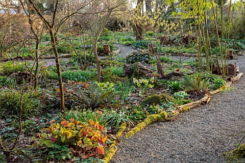 THE_PICTON_GARDEN_AND_OLD_COURT_NURSERIES_WORCESTERSHIRE_PATH_WOODLAND_SHADE_SHADY_FERNS_HELLEBORES_