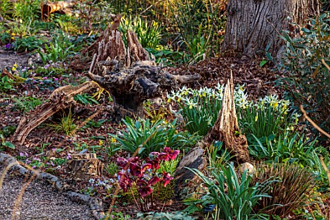 THE_PICTON_GARDEN_AND_OLD_COURT_NURSERIES_WORCESTERSHIRE_WOODLAND_SHADE_SHADY_HELLEBORES_STUMPS_STUM