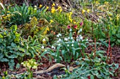 THE PICTON GARDEN AND OLD COURT NURSERIES, WORCESTERSHIRE: WOODLAND, SHADE, SHADY, FERNS, HELLEBORES, SNOWDROPS, DAFFODILS