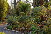 THE PICTON GARDEN AND OLD COURT NURSERIES, WORCESTERSHIRE: PATH, WOODLAND, SHADE, SHADY, CLIPPED TOPIARY HOLLIES, SHRUBS, MARCH