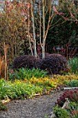 THE PICTON GARDEN AND OLD COURT NURSERIES, WORCESTERSHIRE: WOODLAND, SHADE, SHADY, PATH, BETULA, BIRCHES IN CORNER OF GARDEN, MARCH