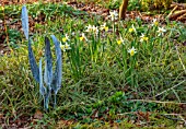 THE PICTON GARDEN AND OLD COURT NURSERIES, WORCESTERSHIRE: METAL SCULPTURE AND DAFFODILS, NARCISSUS FEBRUARY SILVER, MARCH, WOODLAND, SHADE, SHADY