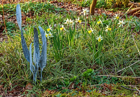THE_PICTON_GARDEN_AND_OLD_COURT_NURSERIES_WORCESTERSHIRE_METAL_SCULPTURE_AND_DAFFODILS_NARCISSUS_FEB
