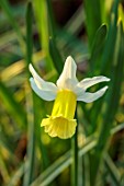 THE PICTON GARDEN AND OLD COURT NURSERIES, WORCESTERSHIRE: CLOSE UP PORTRAIT OF YELLOW, WHITE, CREAM FLOWERS OF DAFFODILS, NARCISSUS FEBRUARY SILVER, MARCH, WOODLAND, SHADE, SHADY