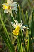 THE PICTON GARDEN AND OLD COURT NURSERIES, WORCESTERSHIRE: CLOSE UP PORTRAIT OF YELLOW, WHITE, CREAM FLOWERS OF DAFFODILS, NARCISSUS FEBRUARY SILVER, MARCH, WOODLAND, SHADE, SHADY