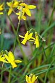 THE PICTON GARDEN AND OLD COURT NURSERIES, WORCESTERSHIRE: YELLOW FLOWERS OF DAFFODIL, NARCISSUS TINY BUBBLES, BULBS, SPRING, BLOOMS, FLOWERS, BLOOMING, FLOWERING