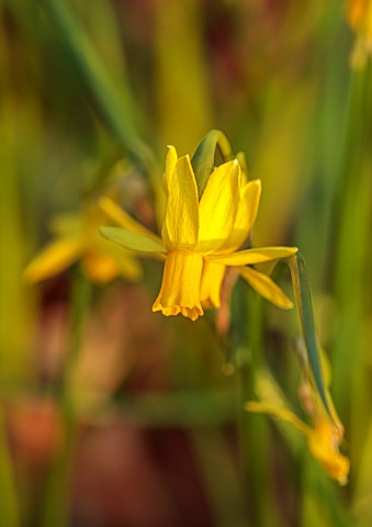 THE_PICTON_GARDEN_AND_OLD_COURT_NURSERIES_WORCESTERSHIRE_YELLOW_FLOWERS_OF_DAFFODIL_NARCISSUS_TINY_B