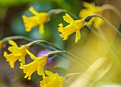 THE PICTON GARDEN AND OLD COURT NURSERIES, WORCESTERSHIRE: CLOSE UP PORTRAIT OF YELLOW FLOWERS OF DAFFODILS, NARCISSUS, MARCH