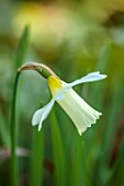 THE PICTON GARDEN AND OLD COURT NURSERIES, WORCESTERSHIRE: CLOSE UP PORTRAIT OF YELLOW, CREAM, WHITE FLOWERS OF DAFFODILS, NARCISSUS ELKA, MARCH
