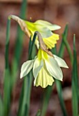 THE PICTON GARDEN AND OLD COURT NURSERIES, WORCESTERSHIRE: CLOSE UP PORTRAIT OF YELLOW, CREAM, WHITE FLOWERS OF DAFFODILS, NARCISSUS MOSCHATUS, MARCH