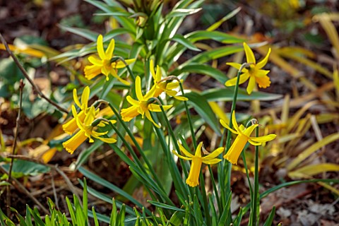 THE_PICTON_GARDEN_AND_OLD_COURT_NURSERIES_WORCESTERSHIRE_YELLOW_FLOWERS_OF_DAFFODIL_NARCISSUS_ENGLAN