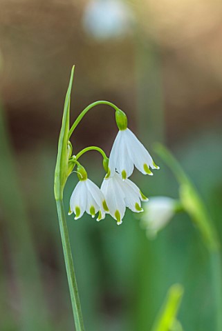 THE_PICTON_GARDEN_AND_OLD_COURT_NURSERIES_WORCESTERSHIRE_CLOSE_UP_OF_WHITE_FLOWERS_OF_LEUCOJUM_AESTI