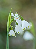THE PICTON GARDEN AND OLD COURT NURSERIES, WORCESTERSHIRE: CLOSE UP OF WHITE FLOWERS OF LEUCOJUM AESTIVUM GRAVETYE GIANT, BULBS, FLOWERING, SPRING, APRIL