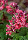 THE PICTON GARDEN AND OLD COURT NURSERIES, WORCESTERSHIRE: CLOSE UP PORTRAIT OF PINK, RED FLOWERS OF CORYDALIS SOLIDA GEORGE BAKER, PERENNIALS, BLOOMS, FLOWERING, BLOOMING, MARCH
