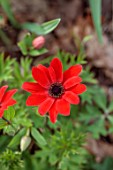 THE PICTON GARDEN AND OLD COURT NURSERIES, WORCESTERSHIRE: CLOSE UP PORTRAIT OF RED FLOWERS OF ANEMONE CORONARIA X FULGENS, MARCH, SPRING