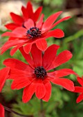 THE PICTON GARDEN AND OLD COURT NURSERIES, WORCESTERSHIRE: CLOSE UP PORTRAIT OF RED FLOWERS OF ANEMONE CORONARIA X FULGENS, MARCH, SPRING
