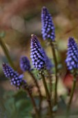THE PICTON GARDEN AND OLD COURT NURSERIES, WORCESTERSHIRE: CLOSE UP OF BLUE, PURPLE FLOWERS OF VERONICA MISSOURIANA ?