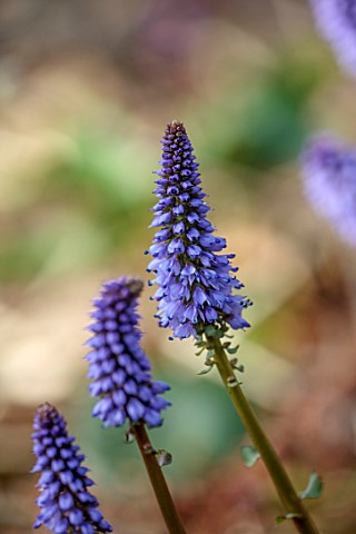 THE_PICTON_GARDEN_AND_OLD_COURT_NURSERIES_WORCESTERSHIRE_CLOSE_UP_OF_BLUE_PURPLE_FLOWERS_OF_VERONICA