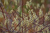 THE PICTON GARDEN AND OLD COURT NURSERIES, WORCESTERSHIRE: CLOSE UP OF STACHYURUS PRAECOX, RACEMES, DECIDUOUS, SHRUBS, HANGING, PENDULOUS, FLOWERS, BROWN