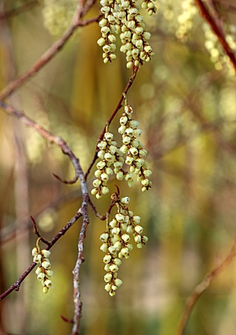 THE_PICTON_GARDEN_AND_OLD_COURT_NURSERIES_WORCESTERSHIRE_CLOSE_UP_OF_STACHYURUS_PRAECOX_RACEMES_DECI