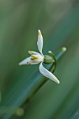 THE PICTON GARDEN AND OLD COURT NURSERIES, WORCESTERSHIRE: CLOSE UP OF WHITE, GREEN FLOWERS OF SNOWDROPS, GALANTHUS GREEN ARROW, MARCH, FLOWERING, BLOOMING