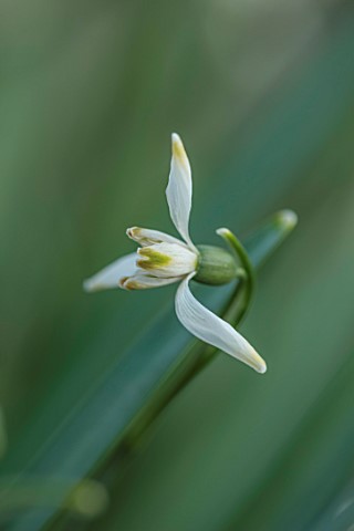 THE_PICTON_GARDEN_AND_OLD_COURT_NURSERIES_WORCESTERSHIRE_CLOSE_UP_OF_WHITE_GREEN_FLOWERS_OF_SNOWDROP