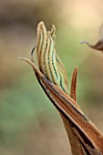 THE PICTON GARDEN AND OLD COURT NURSERIES, WORCESTERSHIRE: CLOSE UP OF EMERGING BUDS OF TETRAPANAX PAPYRIFERA REX, MARCH, TROPICAL, EXOTIC, BROWN, LEAVES, ARCHITECTURAL, FOLIAGE