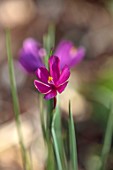 THE PICTON GARDEN AND OLD COURT NURSERIES, WORCESTERSHIRE: CLOSE UP OF PURPLE, PINK, FLOWERS, BLOOMS OF OLSYNIUM DOUGLASII, GRASS WIDOW, MARCH, SHADE, SHADY, PERENNIALS