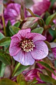 THE PICTON GARDEN AND OLD COURT NURSERIES, WORCESTERSHIRE: CLOSE UP OF PINK, RED, FLOWERS OF HELLEBORES, HELLEBORUS ORIENTALIS CREDALE STRAIN, LENTEN ROSE