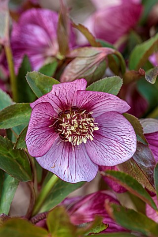 THE_PICTON_GARDEN_AND_OLD_COURT_NURSERIES_WORCESTERSHIRE_CLOSE_UP_OF_PINK_RED_FLOWERS_OF_HELLEBORES_
